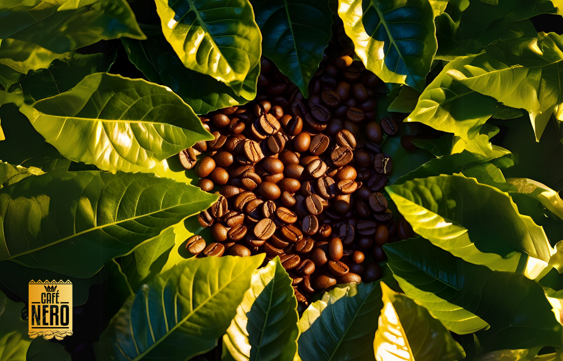 O que é um Café Especial?